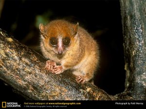 mouse-lemur